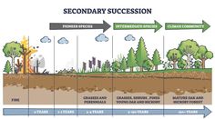 a diagram showing the stages of secondary succession