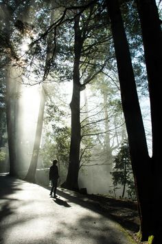 a person walking down a path in the woods with sunbeams shining through the trees