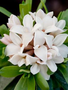 a white flower with green leaves in the background