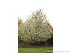 a tree with white flowers in the middle of a grassy area next to a fence