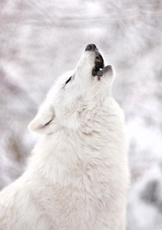 a white wolf is looking up at the sky