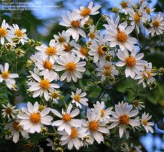 white flowers with yellow centers blooming in the sun