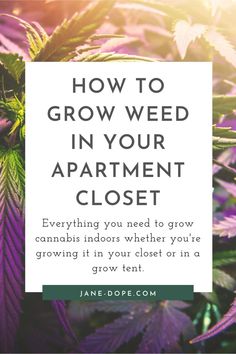 Growing Weeds In Pots, Growing Cannibus Plants In Pots, Easy Diy Hydroponic Garden Indoor, Growing Cannibas From Seed Indoor, Diy Grow Tent, Medicinal Wild Plants, Essential Oil Roller Bottle Recipes, Grow Tent