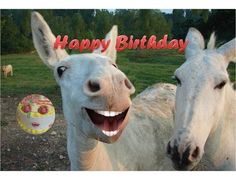 two white donkeys with happy birthday cake in the back ground and trees in the background