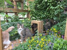 two cats in a garden behind a fence