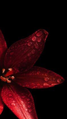 a red flower with water droplets on it