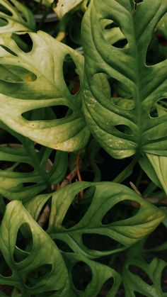 some very pretty green plants with large leaves