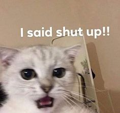 a white cat with its mouth open and the caption i said shut up on it