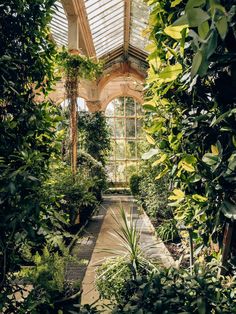 the inside of a greenhouse with lots of green plants and trees in front of it