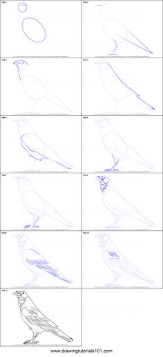 how to draw birds step by step