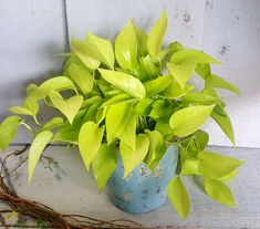 a blue vase filled with green leaves on top of a wooden table next to a plant