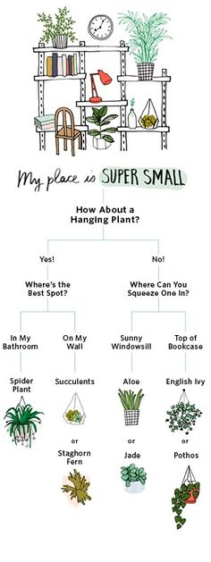 the diagram shows how many houseplants are used to decorate their walls and furniture