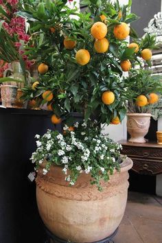 a potted plant with oranges and white flowers in it sitting on a table