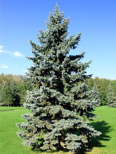 a large pine tree in the middle of a field