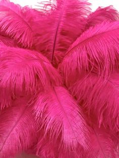 purple ostrich feathers on a white background