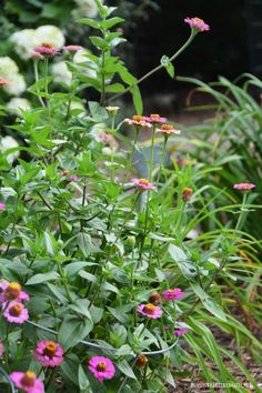 some pink and yellow flowers are in the grass