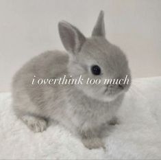 a small gray rabbit sitting on top of a white blanket with the words i overthink too much