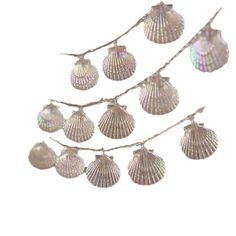 seashells are hanging from a branch on a white background