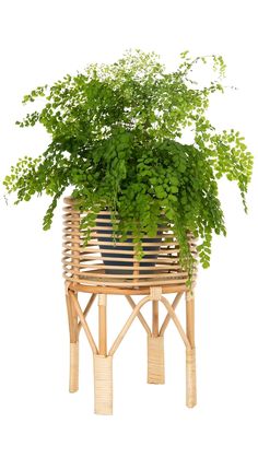 a potted plant sitting on top of a wooden stand