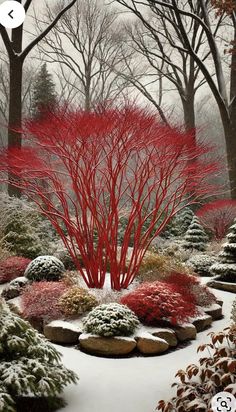 a red tree in the middle of a snowy garden