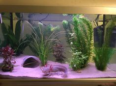 an aquarium filled with plants and fish