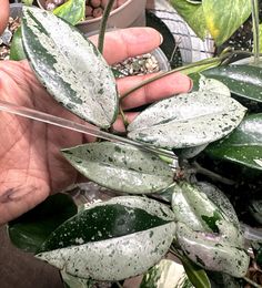 a person is holding some plants in their hands