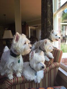 three small white dogs sitting on top of a striped couch next to a large window