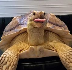 a turtle with its tongue out sitting on top of a table