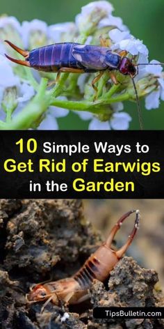 two pictures with the words 10 simple ways to get rid of earwigs in the garden