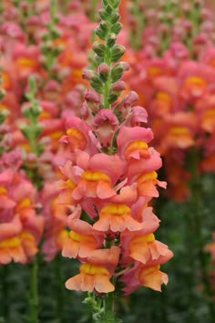 pink and orange flowers with green stems in the foreground on a sunny day,