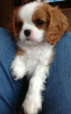 a small brown and white dog sitting on top of a person's lap