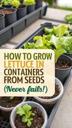 Want fresh, organic lettuce without the premium price tag? Start your container garden today! This complete guide to growing lettuce from seed covers everything: perfect soil mix recipes, indoor and outdoor growing secrets, and expert tips for preventing common problems. Learn how to grow multiple lettuce varieties in containers, from quick-growing microgreens to hearty romaine. Master temperature control, proper drainage, and organic pest prevention for picture-perfect results. Ideal for beginners and small space gardening! Free yourself from expensive store-bought greens. #lettucegarden #containergardening How To Grow Lettuce, Pest Prevention, Grocery Savings, Growing Microgreens, Free Yourself, Juicy Tomatoes