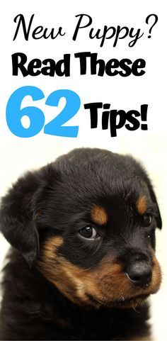 a black and brown dog with the words new puppy read these 52 tips