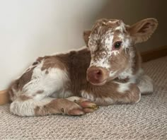 a brown and white baby cow laying on the floor