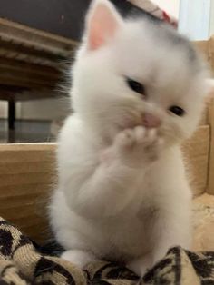 a small white kitten sitting on top of a blanket