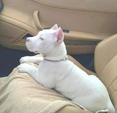 a white dog sitting in the back seat of a car on a blanket and looking up