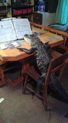 an alligator sitting at a table with papers on it's back legs and feet