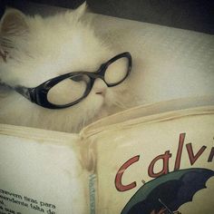 a white cat wearing glasses reading a book