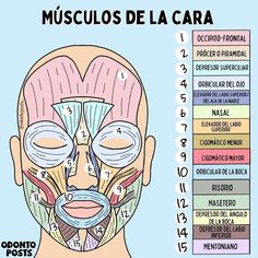 a diagram of the facial muscles and their corresponding parts, including the upper half of the face