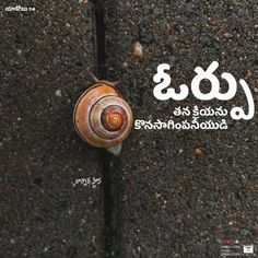 an image of a snail on the ground