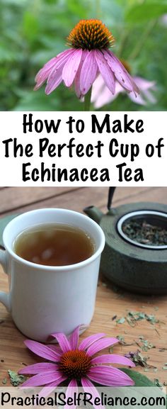 how to make the perfect cup of echinacea tea