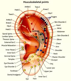 Reflexology ear print , showing the musculoskeletal points. I hope you find this print as facinating as i do.This print is laminated usng the fellowes image last system and is printed on A4 gloss paper. Acupressure Chart, Ear Reflexology, Ear Seeds, Shiatsu Massage Acupressure, Acupuncture Benefits, Point Acupuncture