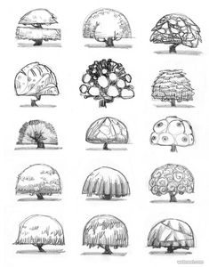 various types of trees drawn in pencil