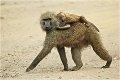 a baby baboon is being carried on its back by an adult in the desert