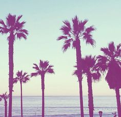 palm trees line the beach as people ride their surfboards in the ocean behind them