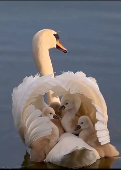 an adult swan with two young swans in the water