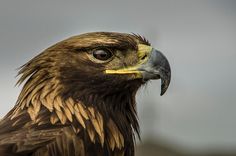 a close up photo of an eagle's head with the sky in the background