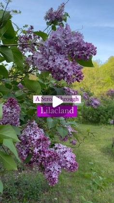 purple lilacs are blooming in front of a sign that says, a stroll through lila