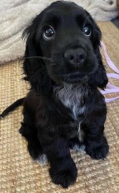 a black dog sitting on top of a bed