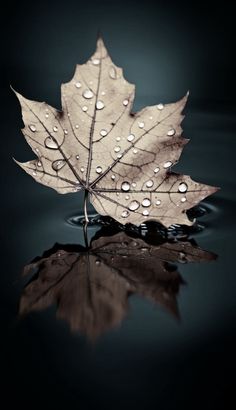 a leaf with water droplets on it sitting in the middle of a body of water